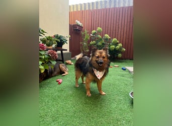 Lilo SR – Verspielte Spitzdame sucht liebevolles Zuhause