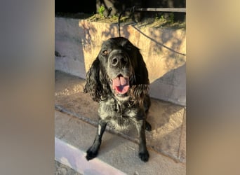 Jordan,kinderlieber, verschmuster English-Setter-Mix