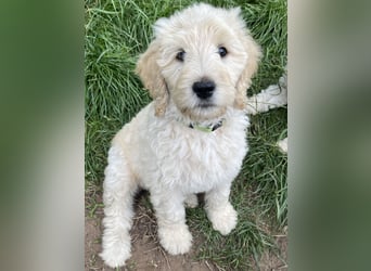 Wurfankündigung Labradoodle F1B Welpen