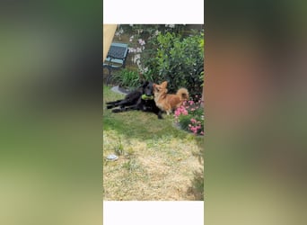 Hofhund Herdenschutzhund