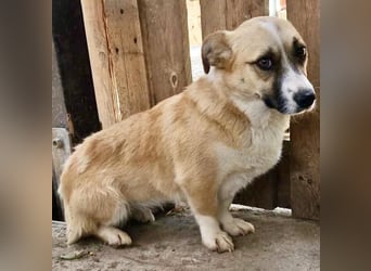 Lilu muss dringend aus dem Shelter