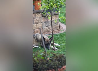 1 Schweitzer Deutscher Schäferhund DDR Linie sucht seinen Herzmenschen