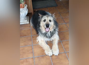 ROCKY-liebevoller, sanfter Riese in einem sehr guten Zuhause aufgewachsen