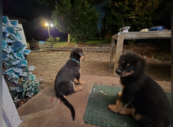 Rottweiler Schäferhund Mix