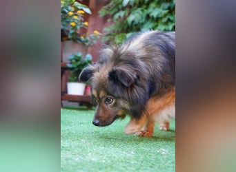 Buddy-SR, möchte dein Freund werden