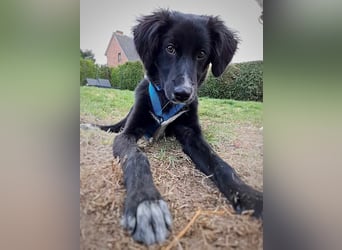 Bluey - eher ein Frauenhund
