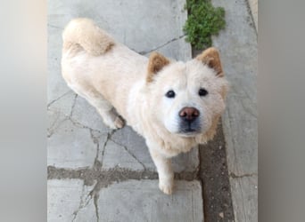 Chow-Chow Mädchen *Natascha* sucht das richtige Zuhause