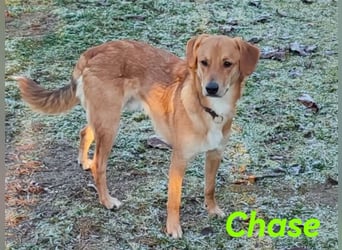 Chase 03/2024 (in Deutschland) - neugieriger und sportlicher Junghund!