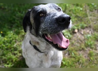Sapphire (Spanien) - superfreundliche Mischlingshündin