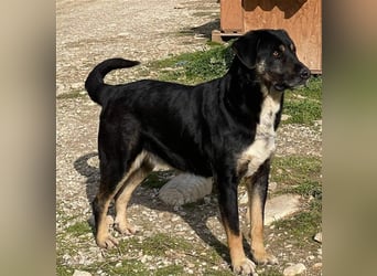 Speedy, geb. ca. 04/2018, lebt in GRIECHENLAND, auf einem Gelände, auf dem die Hunde notdürftig vers