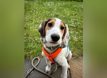 Beagle Mischlingswelpe GEORGY (Dezember 2024) sucht eine eigene Familie