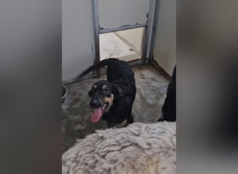 Liberotto: süßer Fratz sucht dringend Kuschelplatz