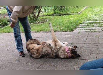 Liebe Lenka braucht ein neues Zuhause