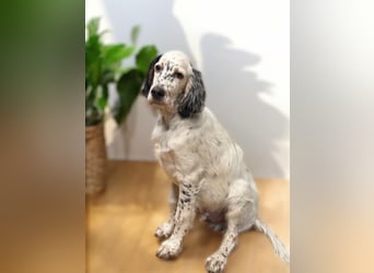 MAVERICK Hunting for Love (FCI) English Setter