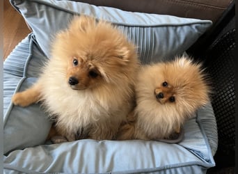 Zuckersüße Pomerania / zwergspitz Welpen