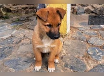 Rosi, ein verspieltes Hundekind auf der Suche nach einem Zuhause fürs Leben