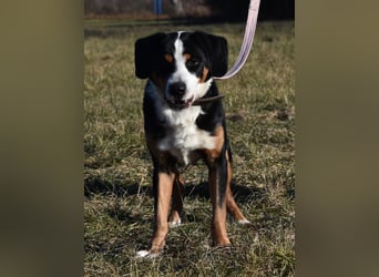 "Lucky", männlich, Appenzeller Sennenhundmix, geb. 04.06.2020, ca. 48 cm