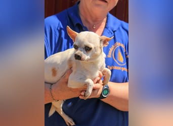 Kulcs PP – Zarte Chihuahua-Hündin sucht liebevolles Zuhause mit Herz