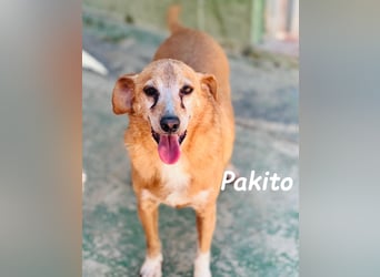 Pakito 08/2017 (ESP) - verschmuster, ruhiger Goldschatz sehnt sich nach Liebe!