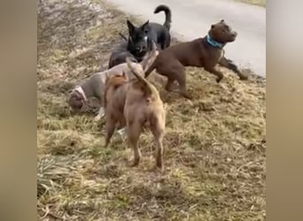 Lieber Schäferhund Rüde