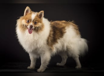 Liebevolle Zwergspitz Pomeranian Zucht