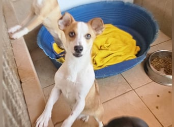 Jack: er geht im Tierheim unter