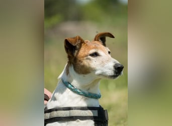 Pici-SI, Schmuse-Omi sucht dringend ein warmes Körbchen