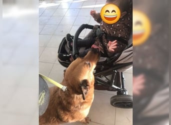 Daisy, familienfreundliche Traumhündin