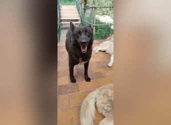 Raven - lieber Anfängerhund in Deutschland