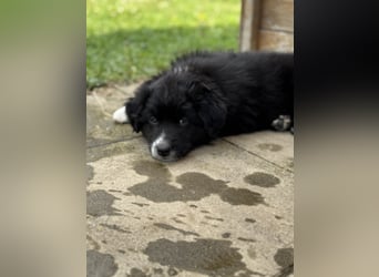 Australian Shepherd Welpen in  Black Bi