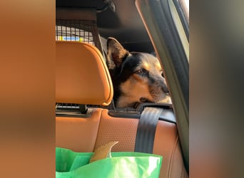 Chejs ein schwarzer Schäferhund - mischling als  treuer Wegbereiter!