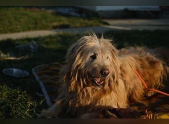 Messi, ein Hund mit viel Potential