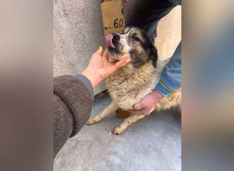 Lieber Wimo, 2 Jahre, sucht Herzensmenschen