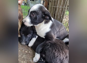 Dumbo sucht Familienanschluss
