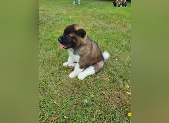 Amerikanische Akita