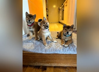 Hervorragender Shiba-Inu-Wurf mit hervorragendem Ausstellungspotenzial