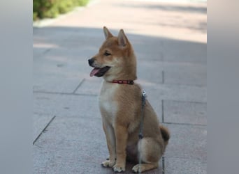 Schöne rote Shiba inu Welpen MEI, MIKA, MASARU mit FCI dokumenten
