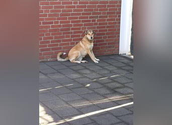 ♥JOSY♥ verliert ihr Zuhause in Grevenbroich - so menschenbezogene und sanfte Schönheit 50 cm