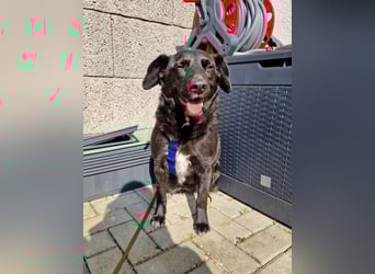 Phoebe sucht Für-immer-Zuhause