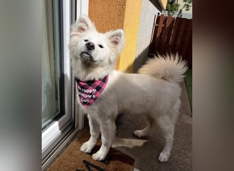Josefina SR- Junge Maus sucht Familie