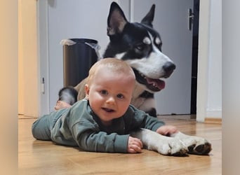 der sehr kinderliebe Blesse - aus 31675 Bückeburg sucht Dich!
