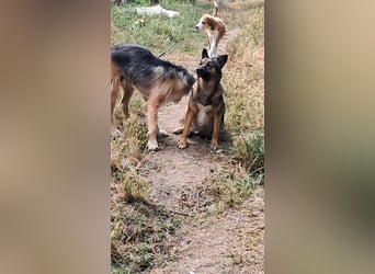 Zoey-die Anschmiegsame sucht Zuhause!