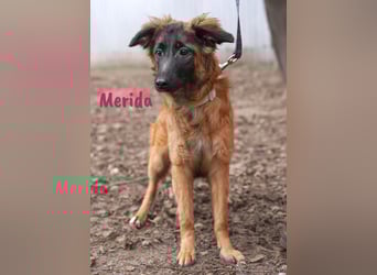 Merida geb. 04/2024 - neugierige, verschmuste traumhaft hübsche Junghündin!