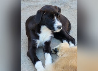 Jungrüde ♥ Xavi ♥ kleiner Herzöffner