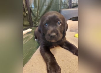 Wunderschöne Labrador-Mix Welpen