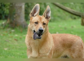 sanfter Rico in 88326 Zollenreute (Aulendorf) sucht sein Zuhause