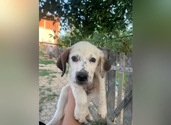 Percy sucht ein neues zu Hause
