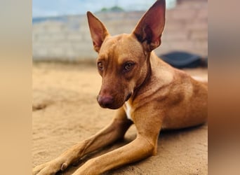 Hanni1 10/2021 (ESP) - anhängliche, gesellige und fröhliche Labrador-Podenco-Mix Hündin!