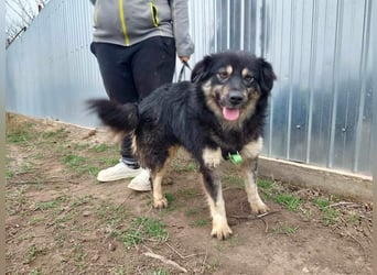 Laika, lebenslustig und menschenbezogen