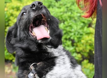 Gerald - hat ein gutes Hundeherz